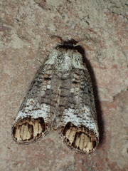 Cossula magnifica