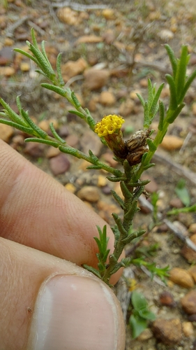 Whip Autumnaster (Marasmodes dummeri)