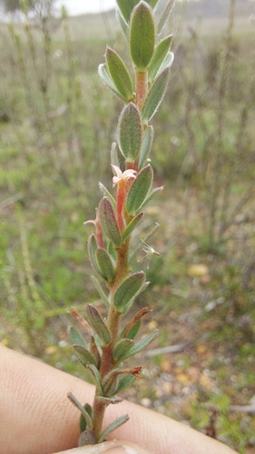 Image of Gnidia spicata by (c) Jacques van der Merwe, some rights reserved (CC BY-SA)