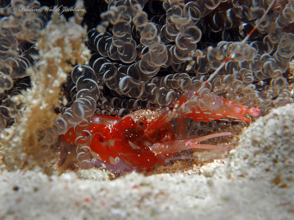 Spotless Snapping Shrimp