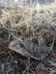 Phrynosoma orbiculare