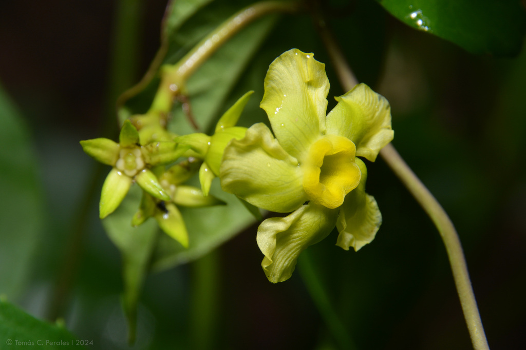 Prestonia cyaniphylla