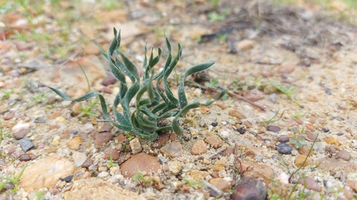 Image of Gethyllis afra by (c) Jacques van der Merwe, some rights reserved (CC BY-SA)