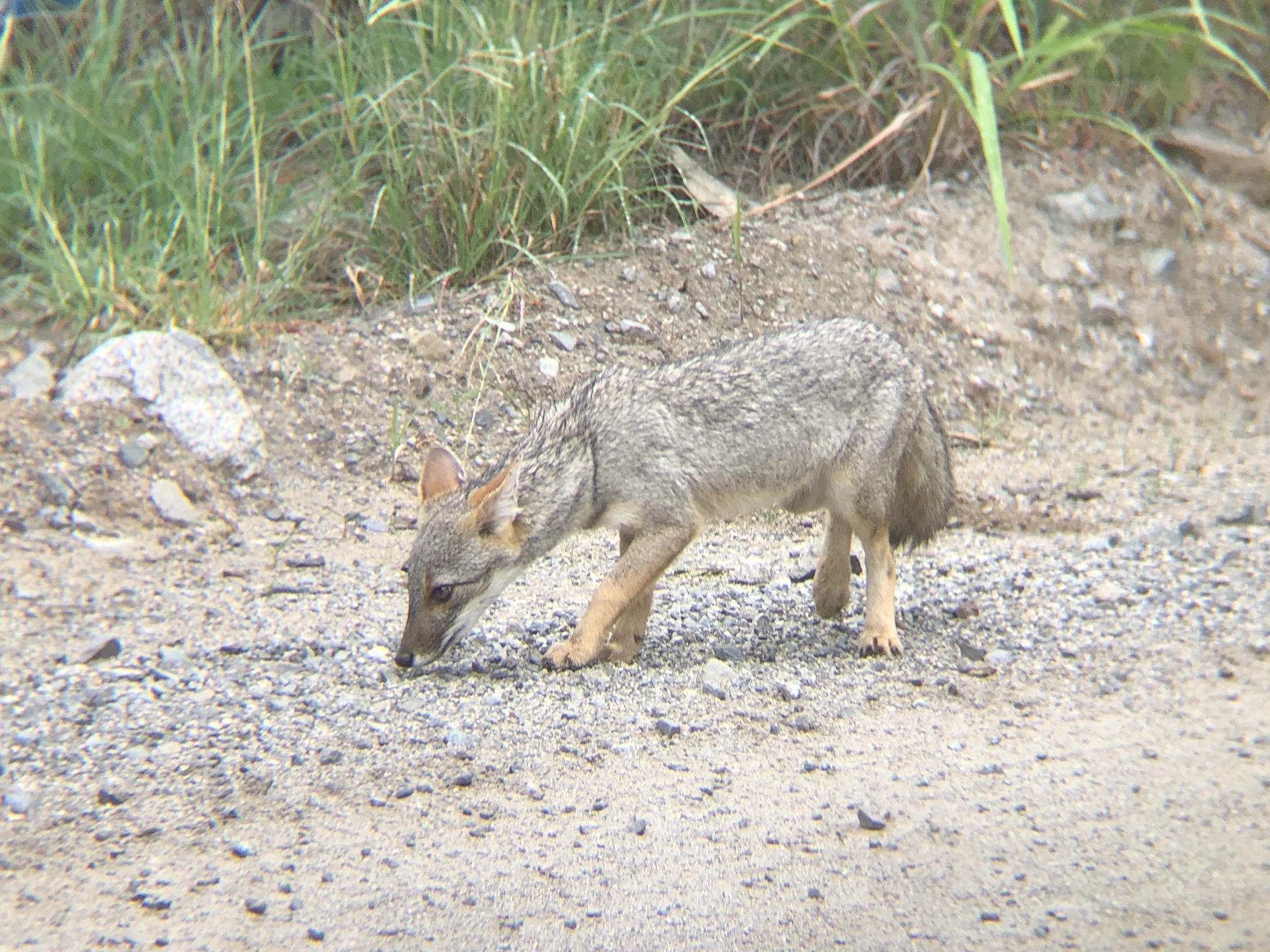 Canidae image