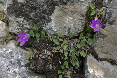 Campanula andina