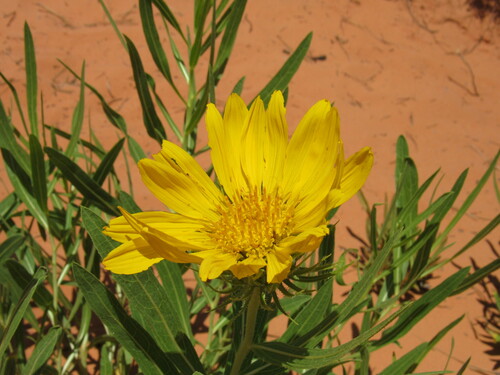 Image of Scabrethia scabra by (c) Anders Hastings, some rights reserved (CC BY)