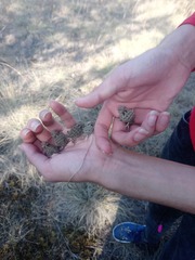 Phrynosoma orbiculare