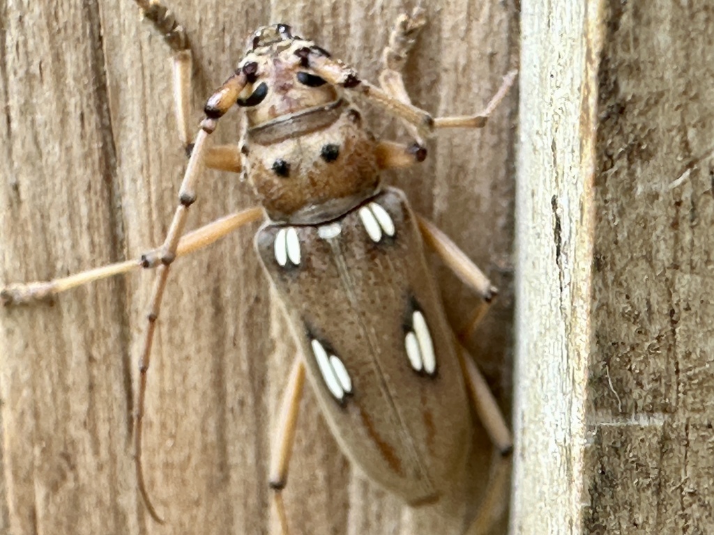 Aeburia Insect Eburia in July 2024 by desiertodoc · iNaturalist