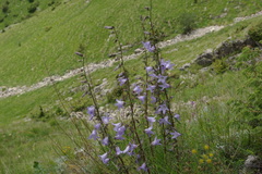 Campanula sarmatica