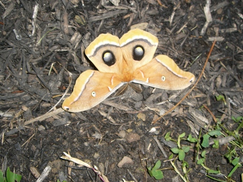 Polyphemus Moth (Antheraea polyphemus)