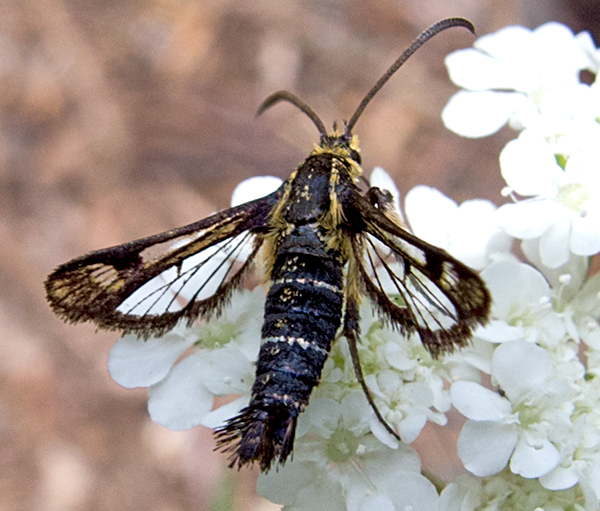 Pyropteron mannii