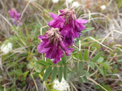 Hedysarum hedysaroides