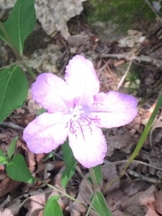 Ruellia pedunculata