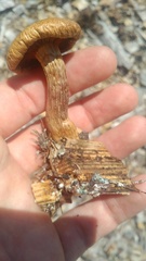 Gymnopilus lepidotus