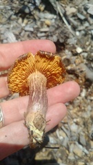 Gymnopilus lepidotus