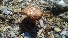Gymnopilus lepidotus