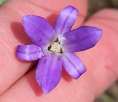 Brodiaea terrestris kernensis