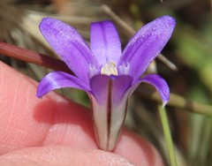 Brodiaea terrestris kernensis