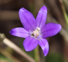Brodiaea terrestris kernensis