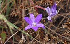 Brodiaea terrestris kernensis