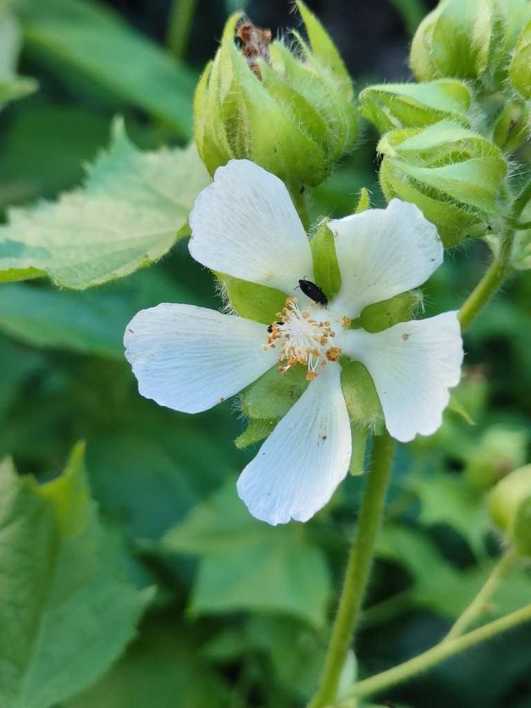 Russian Hibiscus