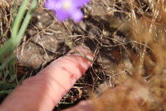 Brodiaea terrestris kernensis