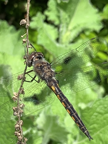 Common Baskettail photo 3