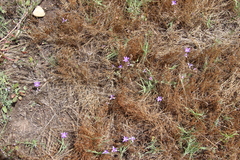Brodiaea terrestris kernensis