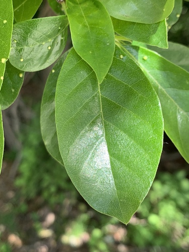 Blackgum (Nyssa sylvatica)