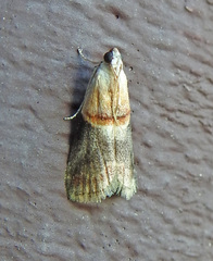 Acrobasis demotella
