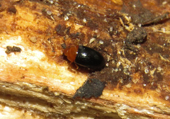 Triplax thoracica