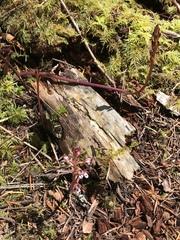 Corallorhiza maculata occidentalis