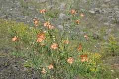 Papaver fugax