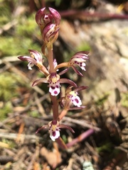 Corallorhiza maculata occidentalis