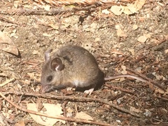 Peromyscus gambelii