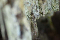 Chaenotheca brachypoda