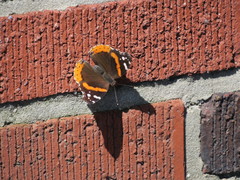 Vanessa atalanta
