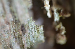 Chaenotheca brachypoda