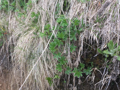 Alchemilla conjuncta