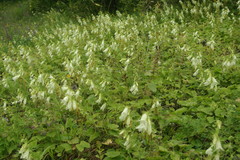 Campanula alliariifolia