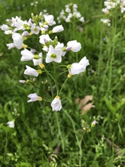Cardamine pratensis