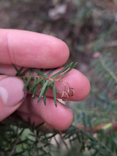 Image of Erica afra by (c) Oscar Dove, some rights reserved (CC BY)