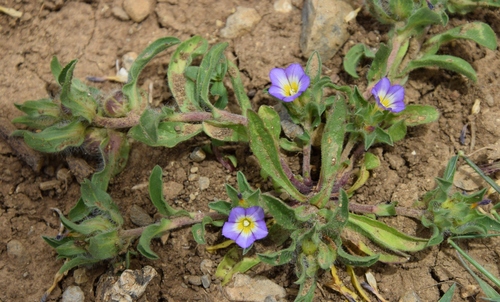 Convolvulus humilis, photograph 4