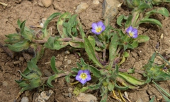 Convolvulus humilis, photograph Karim Haddad, CC BY, iNaturalist via GBIF