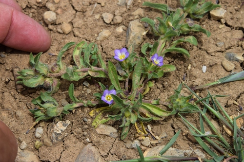 Convolvulus humilis, photograph 6