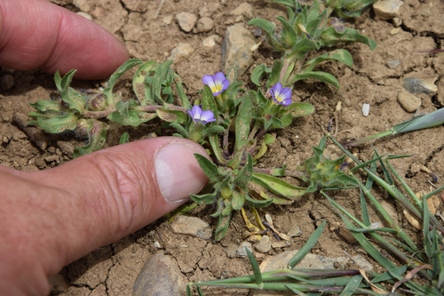 Convolvulus humilis, photograph 5