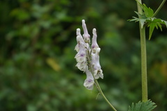 Aconitum orientale