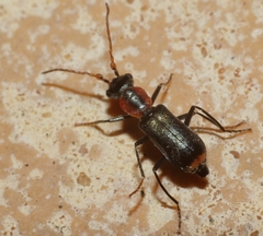 Cyrtosus cyanipennis