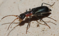 Cyrtosus cyanipennis