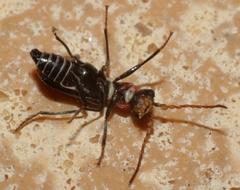 Cyrtosus cyanipennis